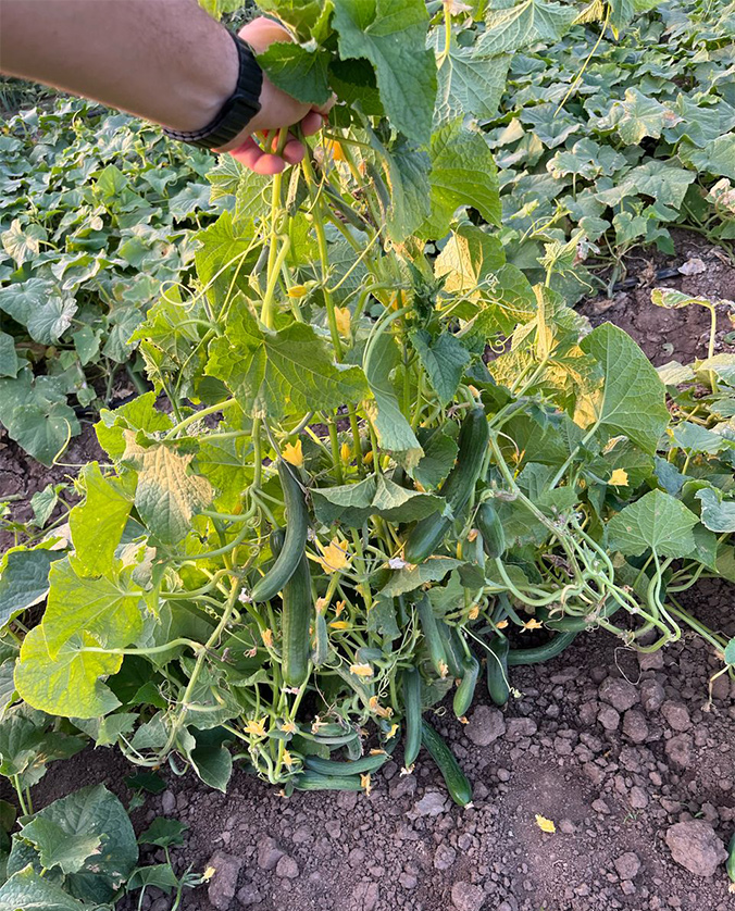Thailand Ranger F1 Miller cucumber seed