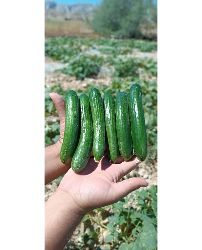 Thailand Ranger F1 Miller cucumber seed