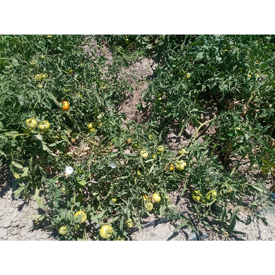 گوجه اسپینل آنتاریس1