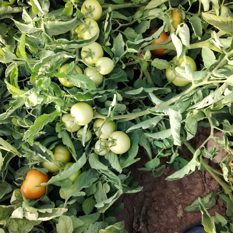 گوجه اسپینل آنتاریس3