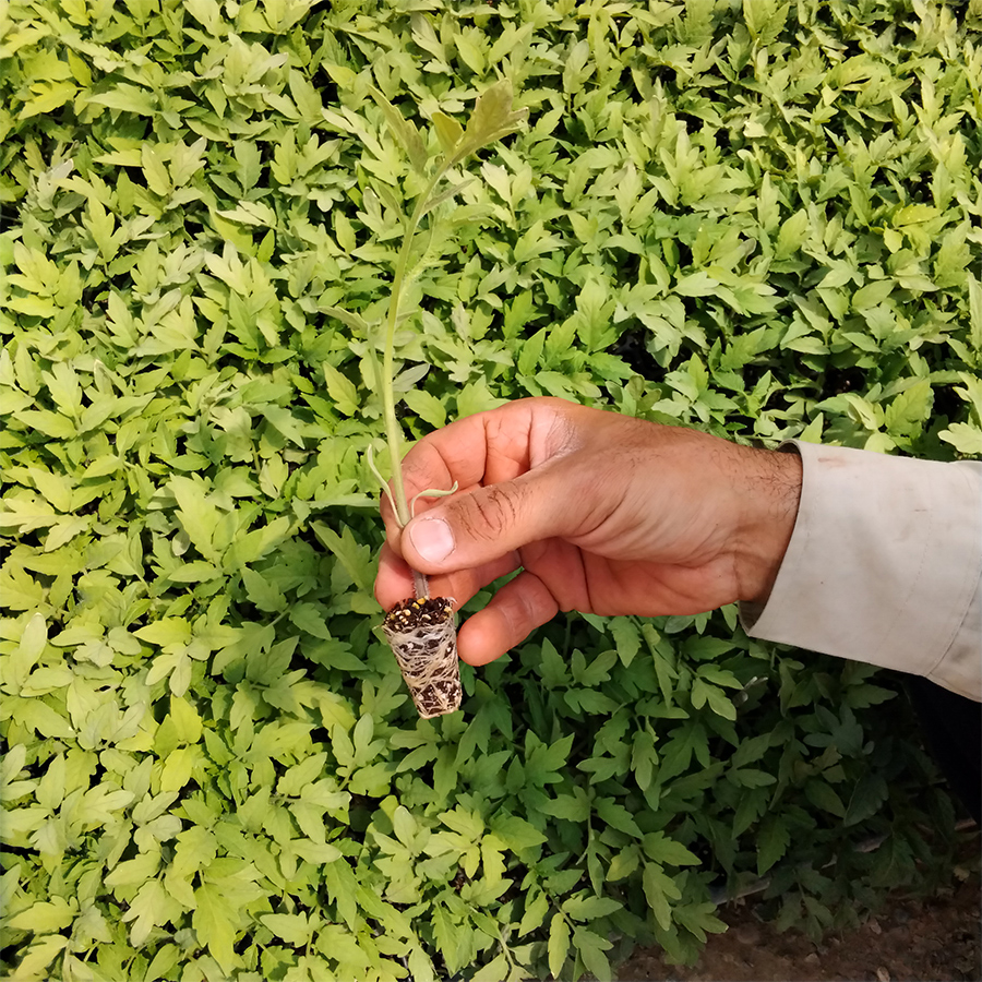 گوجه نرو