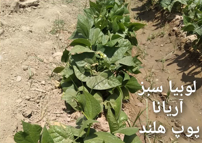 لوبیاسبز آریاناپوپ