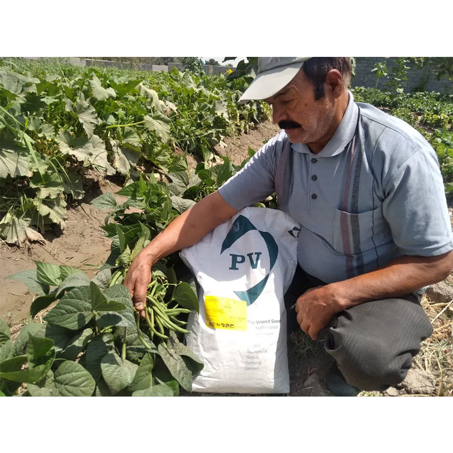 لوبیاسبز آریاناپوپ1