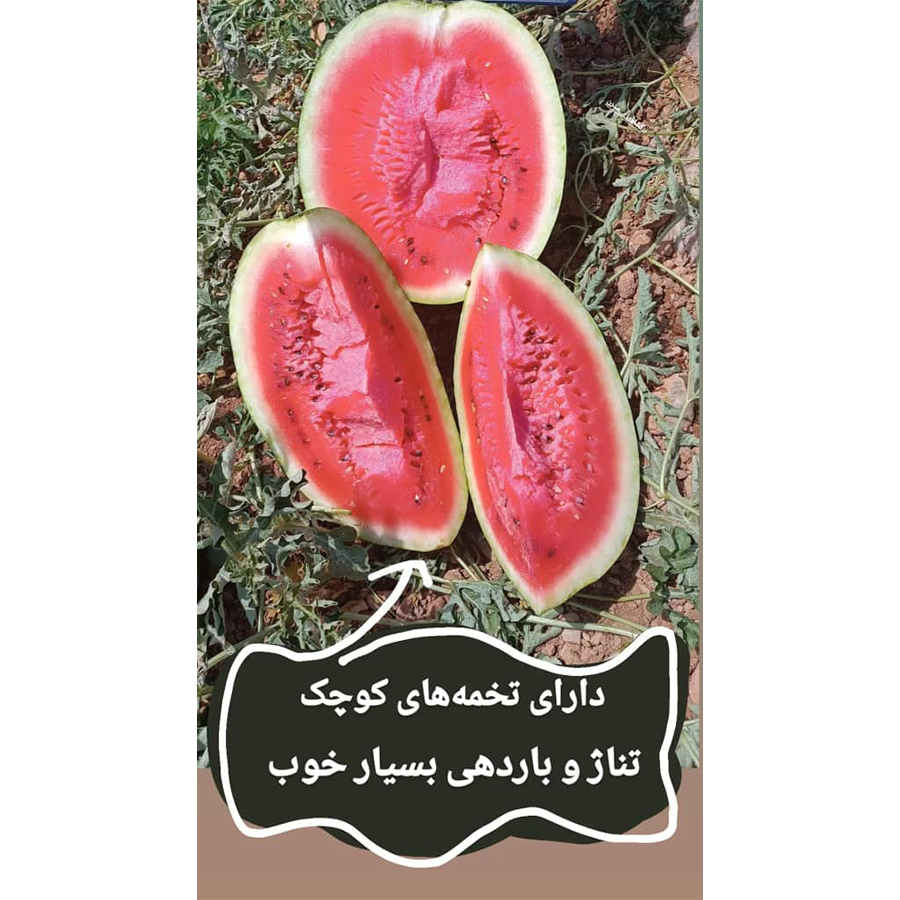 هندوانه کریمسون سان مارتین
