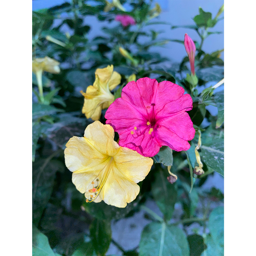 بذر گل لاله عباسی11
