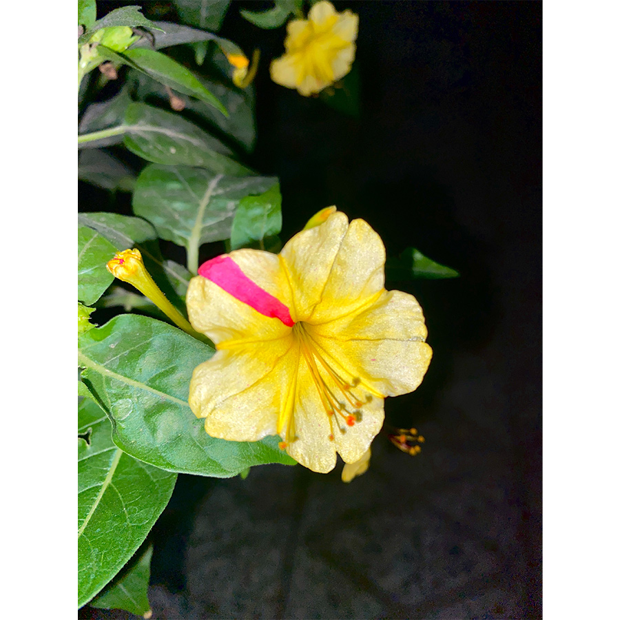 بذر گل لاله عباسی63