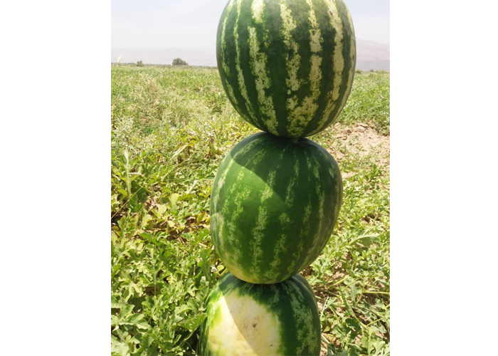 watermelon 199