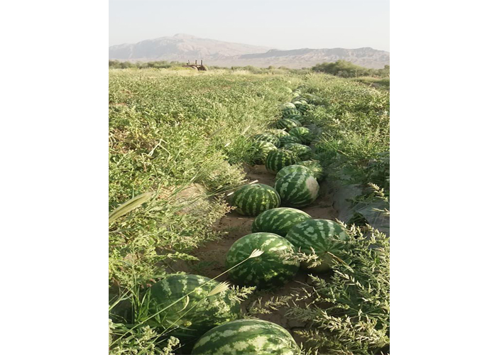 watermelon 123