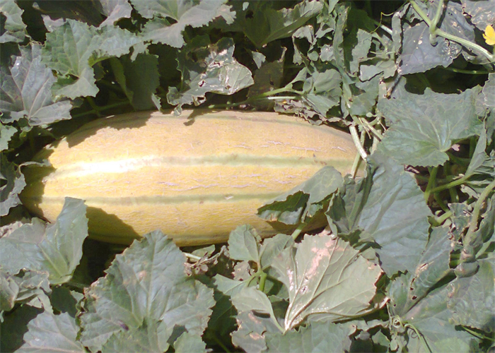 melon 500