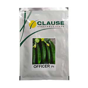 بذر خیار آفیسر  F1 کلوز فرانسه