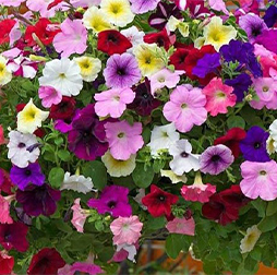 بذر گل اطلسی هورسان بذر