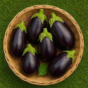 بذر بادمجان دلمه هورسان بذر