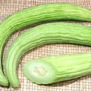 بذر خیار چنبر هورسان بذر 