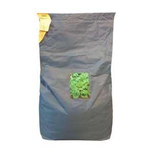 بذر اسفناج ويروفلي انسم ایتالیا