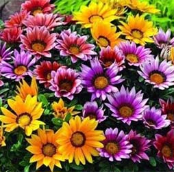 بذر گل گازانیای پا کوتاه هورسان بذر