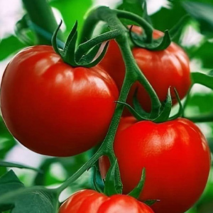 بذر گوجه فرنگی گرد هورسان بذر 