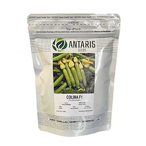 بذر کدو هیبرید کولیما آنتاریس 