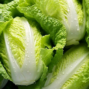 بذر کاهو هورسان بذر 