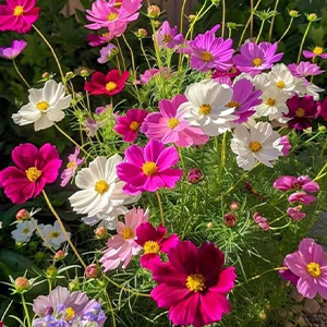بذر گل ستاره ای هورسان بذر