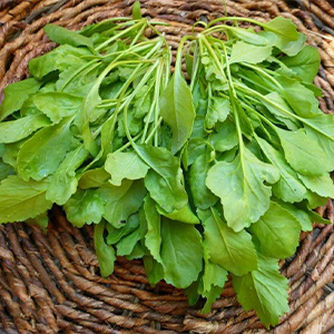 بذر شاهی هورسان بذر 